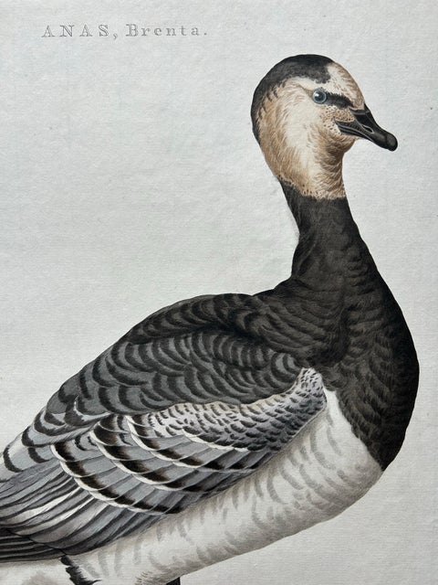 Anas, Brenta, Barnacle Goose from Nederlandsche Vogelen, 1797, view 7