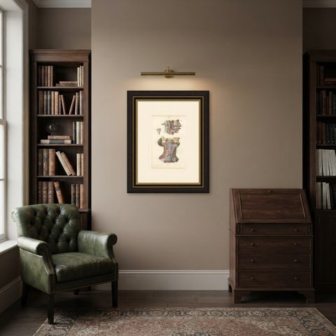 Nerves of the Neck, Antique Hirschfeld Anatomy Print, 1866, shown framed in a room