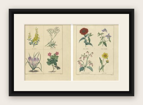 Pair of Hand-Colored Botanical Engravings of Garden Flowers, London 1828, shown framed