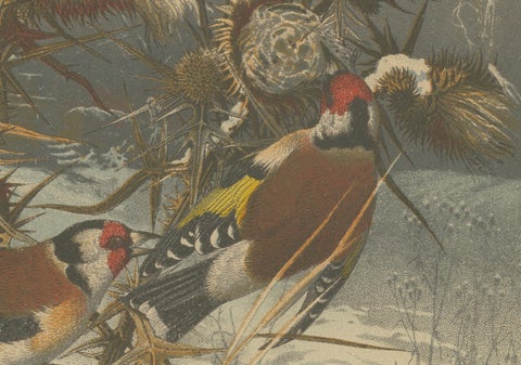 European Goldfinches in Winter: An 1879 Lithograph, close-up 2