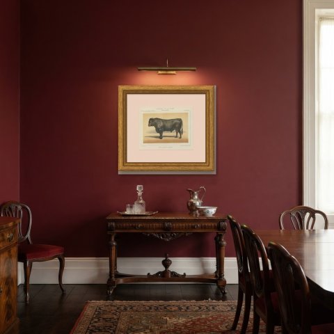 Angus Bull, Scottish Cattle Chromolithograph by Olivier de Penne, 1863, shown framed in a room