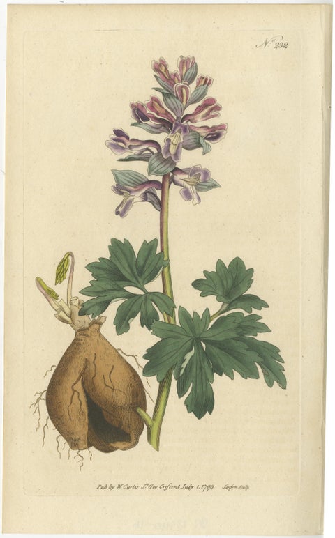 Set of 2 Antique Botany Prints - Solid Rooted and Hollow Rooted Fumitory, view 2