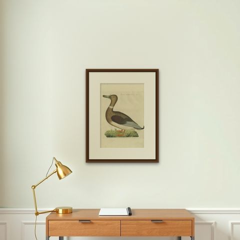 Antique Bird Print of a Male Domestic Duck by Sepp & Nozeman, 1809, shown framed on a wall
