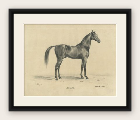 Antique Arabian Horse Lithograph “Aga” by August Jäger, 1846, shown framed