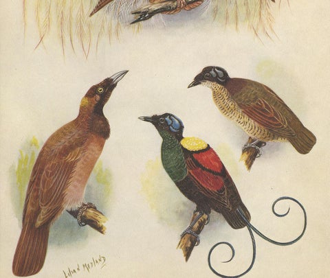 Antique Print of the Greater Bird of Paradise & the Bare-Headed Little King, view 3