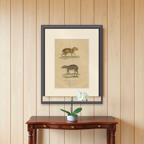 Tropical Rodents: The Agile Agouti and the Spotted Paca, 1845, shown framed on a wall