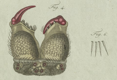 European Garden Spider Anatomy: Hand-Colored Engraving from Bertuch, 1798, close-up 4