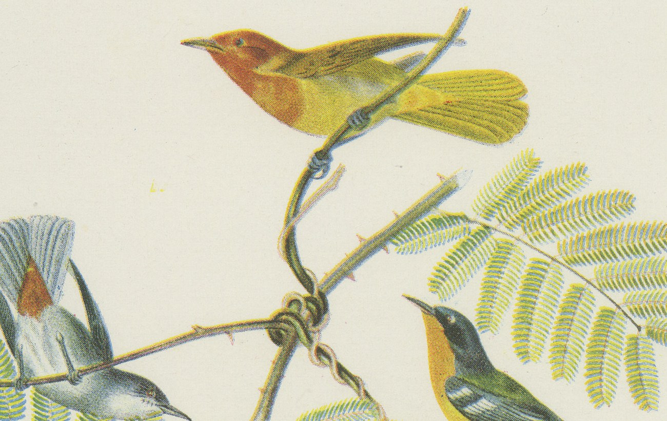 Warblers and Honeycreepers on Acacia, Brazilian Bird Print, Descourtilz, 1944, view 3
