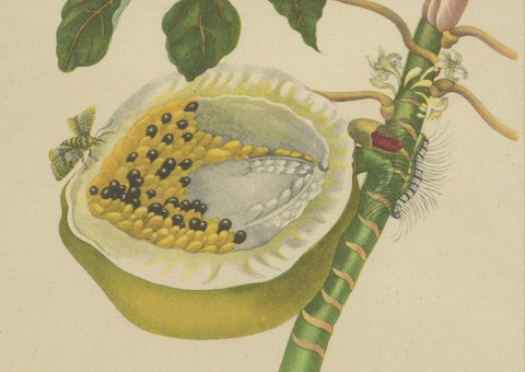 Papaya and Insects, 19th-Century Hand-Coloured Lithograph after Merian Plate 45, close-up 2