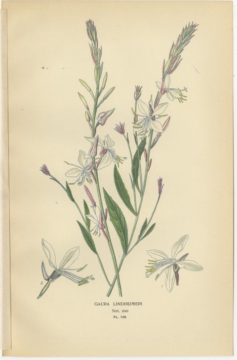 Botanical Prints: Fuchsia Globosa, Fuchsia Fulgens & Gaura Lindheimeri, 1897, view 4