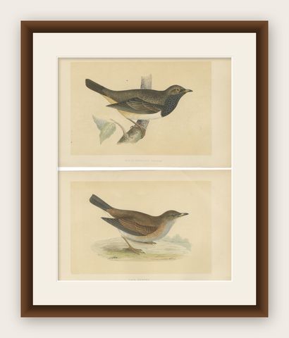 Set of 2 Antique Bird Prints of a Pale Thrush and Black-Throated Thrush, shown framed