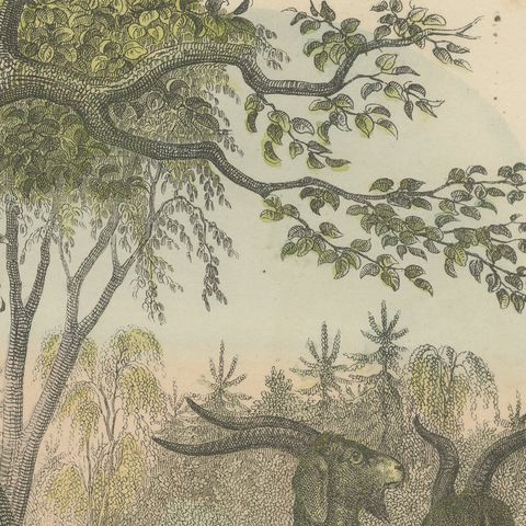 Antique Ibex and Chamois Print with Aurochs, Sheep and Cattle, circa 1890, close-up 4