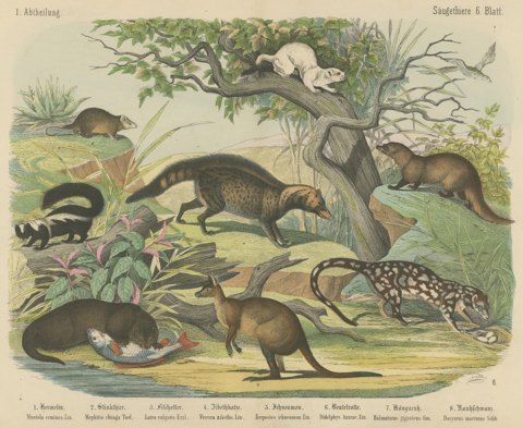 Antique Kangaroo and Otter Print with Ermine and Skunk, Kolb Mammals, circa 1890