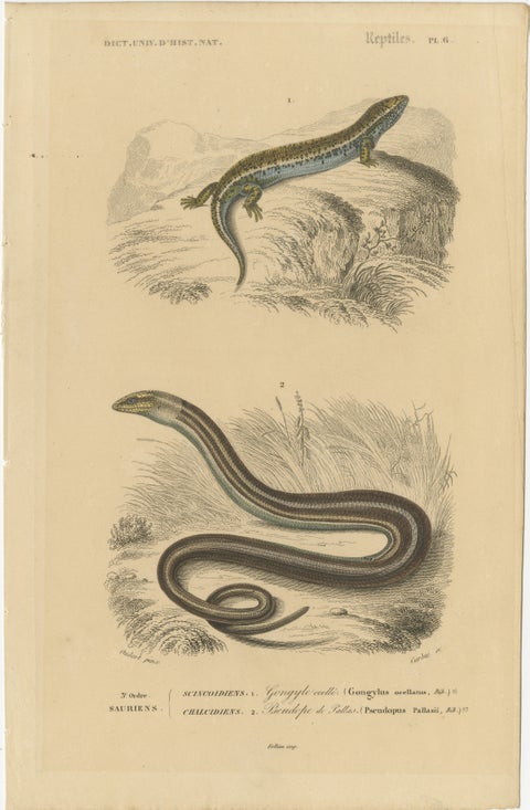 Lizard Print of Ocellated Skink and European Glass Lizard, c.1850, Orbigny, view 2