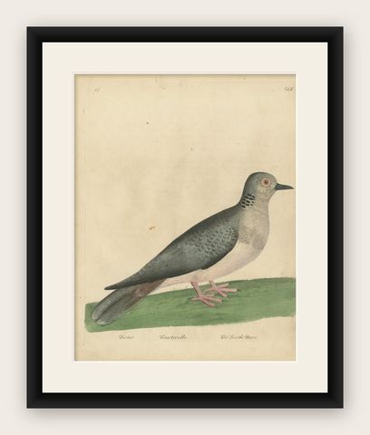Antique Bird Print of a Turtle Dove, shown framed