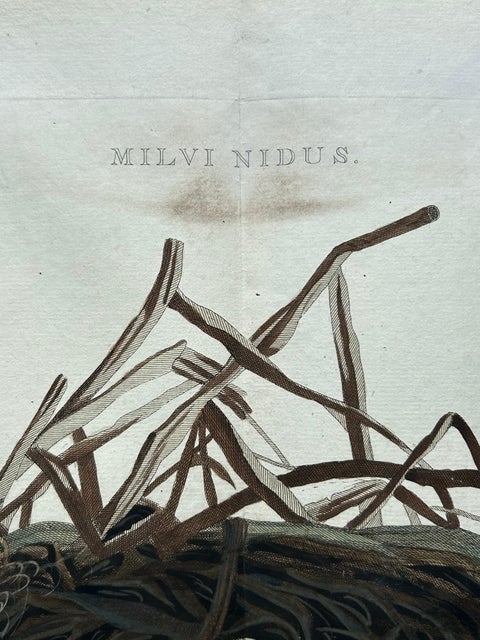 Western Marsh Harrier Nest, Antique Double-Page Engraving, Nozeman & Sepp 1770, view 8