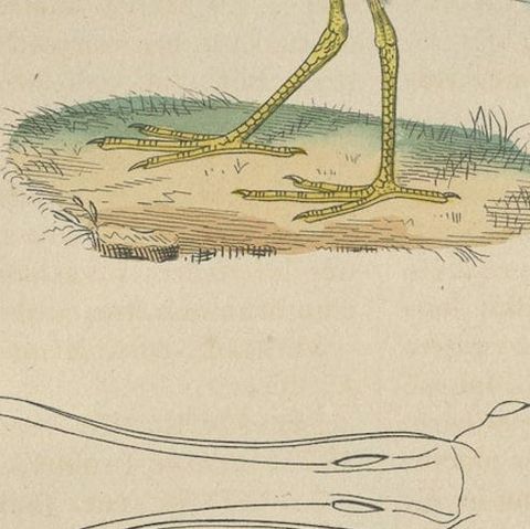 Original Hand-Colored Print of a Boatbill, Hammerhead and a Pink Spoonbill Bird, close-up 5