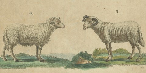 Antique Handcolored Engraving of Sheep and Rams, c.1800, close-up 3