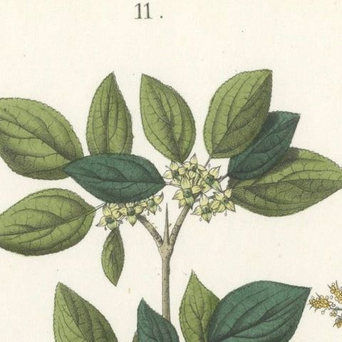 Hand-Colored Botanical Lithograph of Madder, Buckthorn, Cleavers, 1854, close-up 4