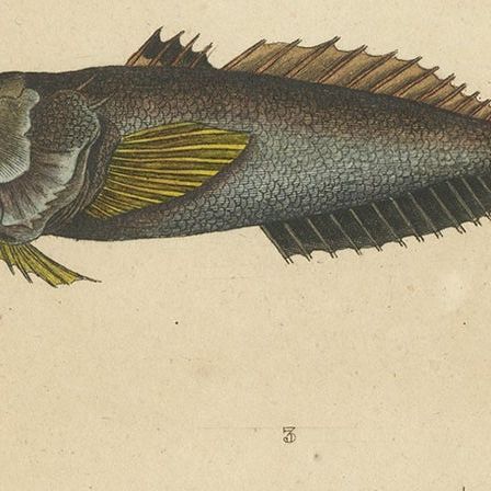 Antique Print of the Common Dragonet and Other Fish Species, circa 1844, close-up 2