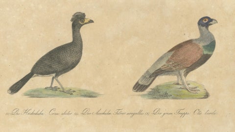 Antique Game Birds & Bustard Lithograph by Karl Joseph Brodtmann, 1816, close-up 3