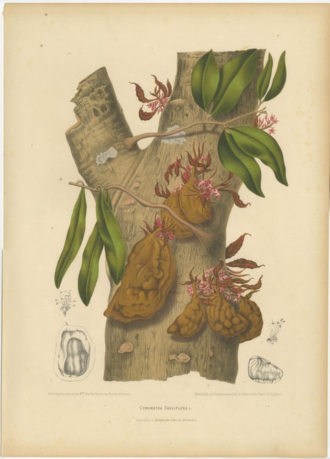 Original Antique Botanical Chromolithograph of Namnam Tree, c. 1880, view 2