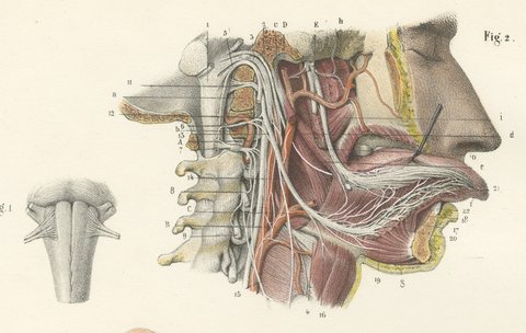 Nerves of the Neck, Antique Hirschfeld Anatomy Print, 1866, view 3