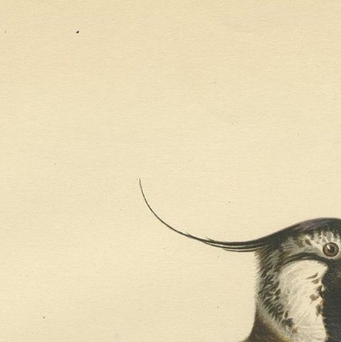 Antique Bird Print of the Northern Lapwing 'Male' by Von Wright, 1929, close-up 1
