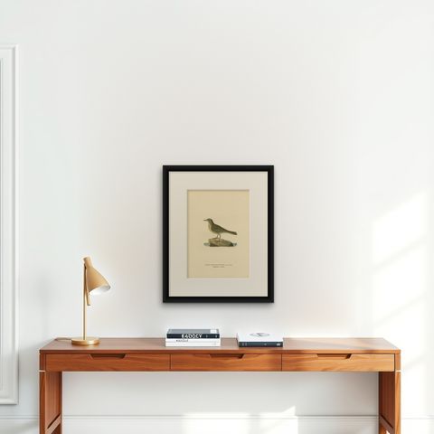 Antique Bird Print of the Water Pipit by Von Wright, 1927, shown framed on a wall