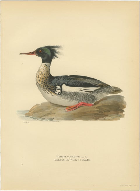Antique Merganser Duck Lithographs Set of 6, Scandinavian Birds Sweden 1929, view 4