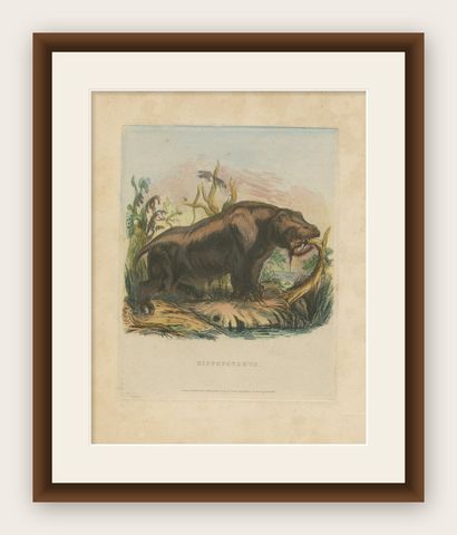 Antique Animal Print of a Hippopotamus or Hippo, shown framed