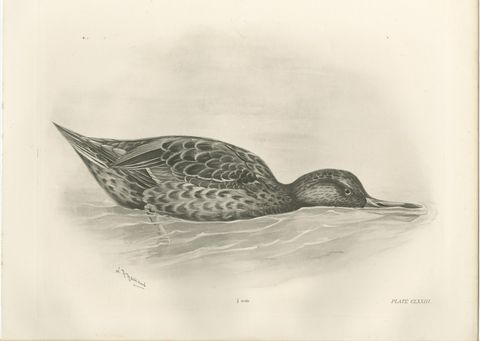 Duck Feeding, Antique Bird Print after Lilian Medland, circa 1909
