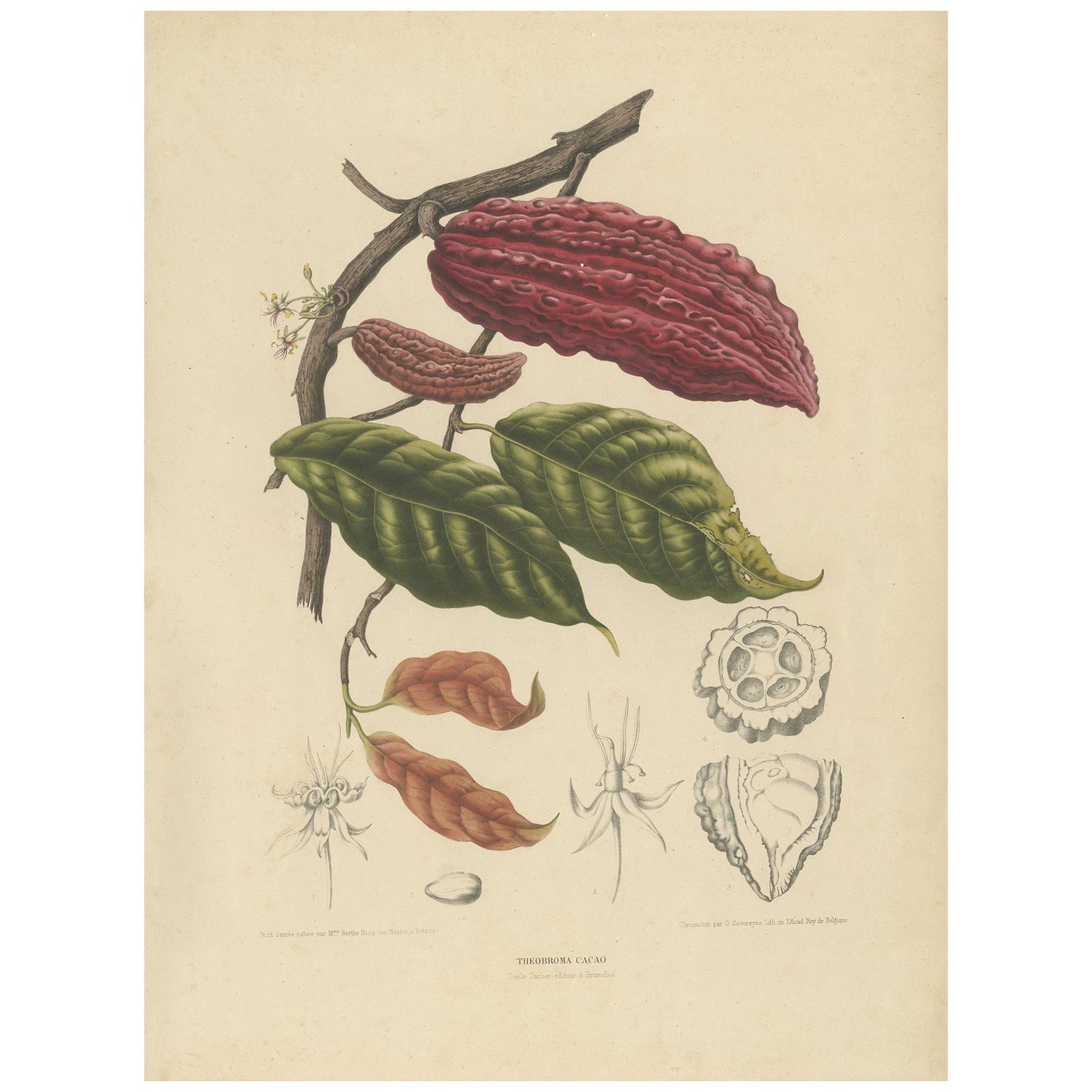 Theobroma Cacao, Cocoa Tree Botanical Lithograph c.1863