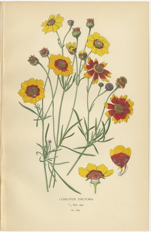 Antique Botanical Prints: Coreopsis, Single Dahlia & Cosmos Bipinnatus, 1897, view 2