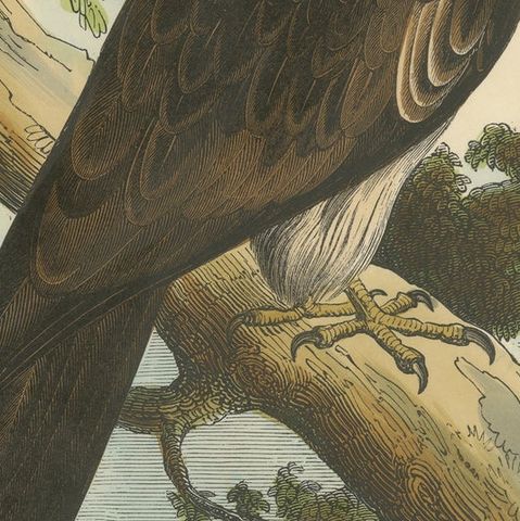 The Kite, Bird of Prey, Antique Wood Engraving, circa 1860, close-up 5