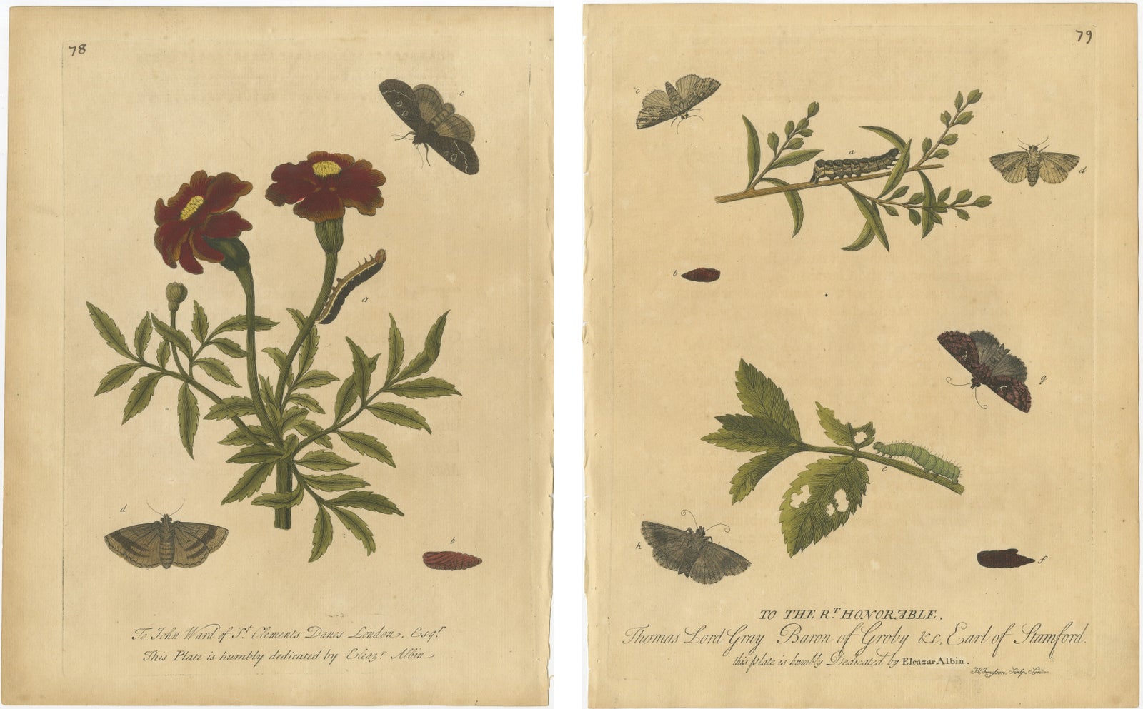 Antique Entomology Prints, English Insects on Marigold & Willow, Albin 1720