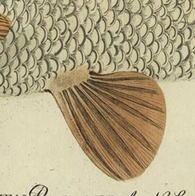Antique Fish Print 'Cyprinus Barbus' or Common Barbel, 1785, close-up 1