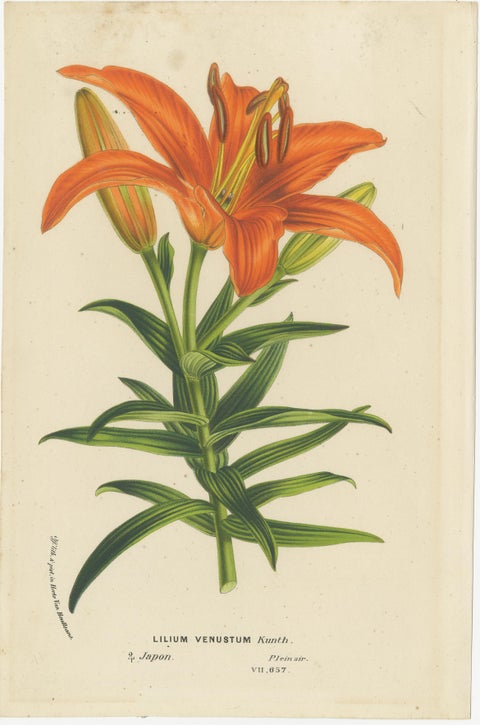 Exquisite Hand-Colored Lily Prints: Botanical Study of Lilium Species from Japan, view 2