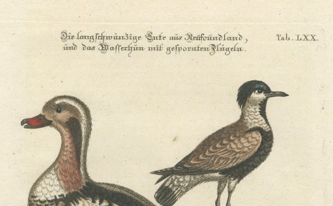 Engraving of the Long-Tailed Duck and Spur-Winged Lapwing by Seligmann, ca.1770, close-up 4