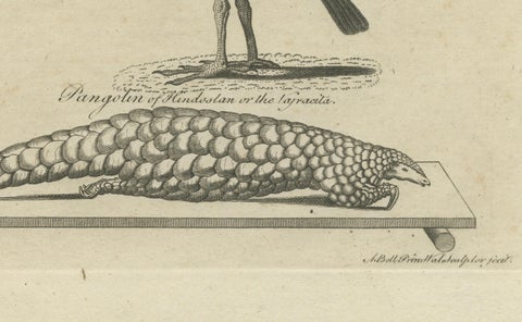 Engraving of Butterflies, Birds of Paradise, Horned Screamer, Pangolin, ca.1800, close-up 1