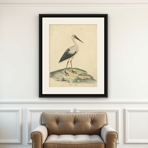 The Elegance of the White Stork Engraved and in Original Hand-Coloring, 1794, shown framed on a wall