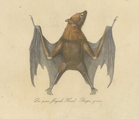 Antique Flying Fox Bat Lithograph by Karl Joseph Brodtmann, 1816, close-up 1