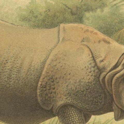 Indian Rhinoceros, Antique Natural History Chromolithograph, 1894, close-up 2