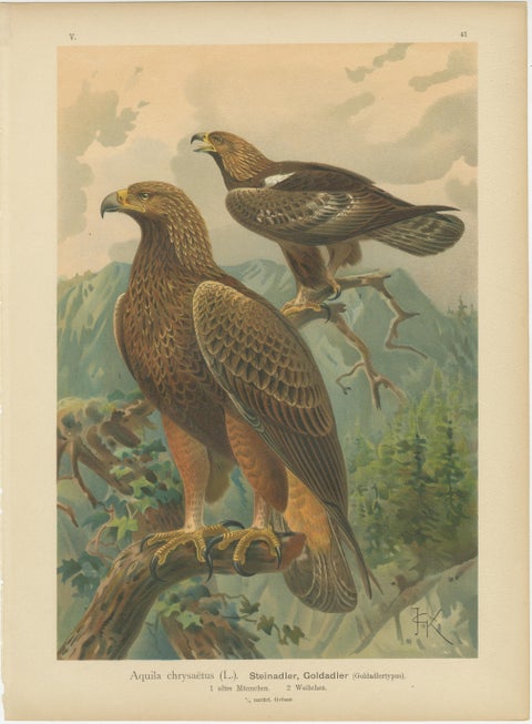 Birds of Prey, Complete Set of 10 Chromolithographs, Eagles & Falcons c1890, view 8