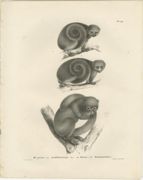 Sloth, Galago, and Lemur Species, Lithographs by C. Last, 1836, Natural History, view 3