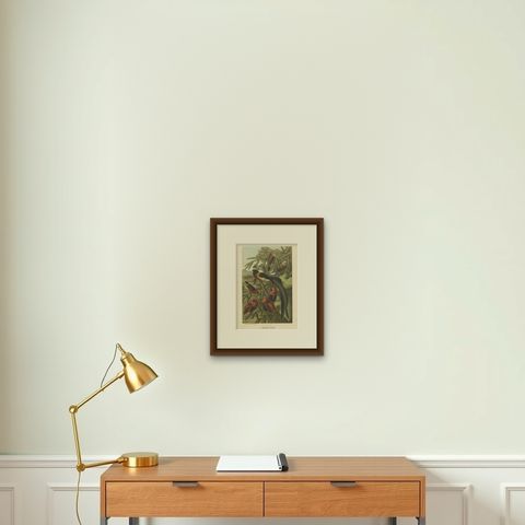 Antique Bird Print of Weaver Birds by American Lithographer Prang, 1898, shown framed on a wall