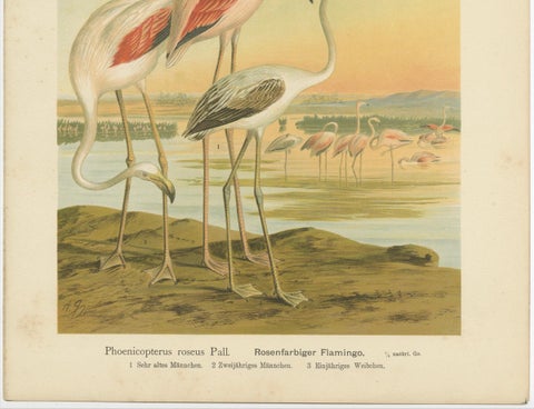 Antique Chromolithograph of Flamingos, Phoenicopterus roseus, c.1890, close-up 4
