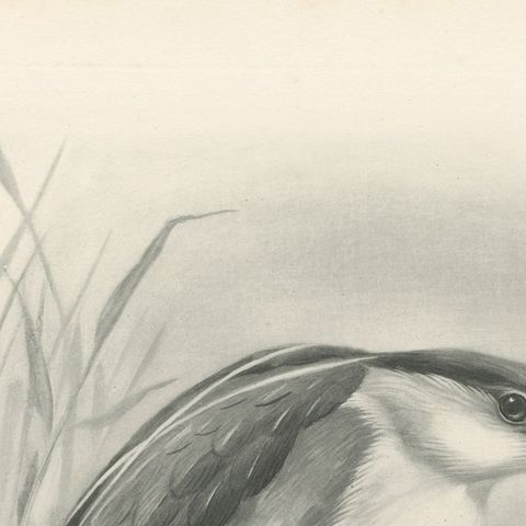 Night Heron, Antique Bird Print after Lilian Medland, circa 1909, close-up 2
