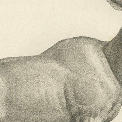 1808 Engraving of Antelope Bubalis by S.C. Miger: Detailed Zoological Study, close-up 5