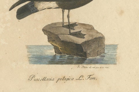 Franz Sturm's Illustration: a European Storm Petrel (Procellaria pelagica), 1830, close-up 1